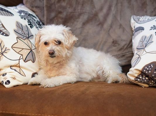 bichon care asteapta sa i se dea mancare