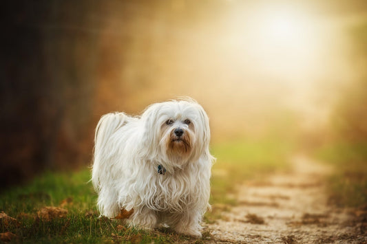 bichon care a luat probiotice