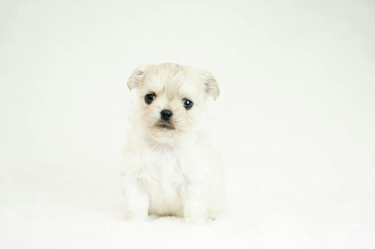 bichon care are mancarimi de piele