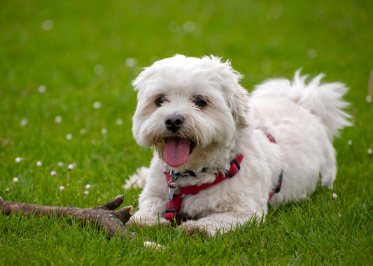 bichon cu ochi rosii si ce sa faci