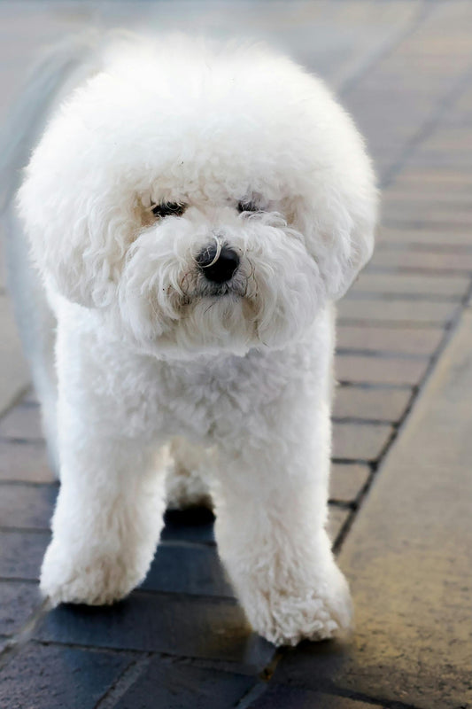 Cât de Des se Tunde un Bichon? Ghid de Îngrijire pe Fiecare Lună