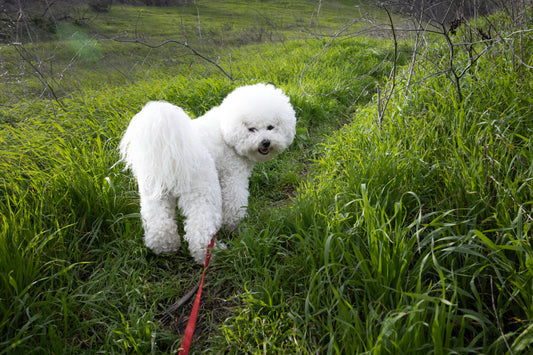 Probleme Digestive la Bichon? Tratamente Simple Acasă