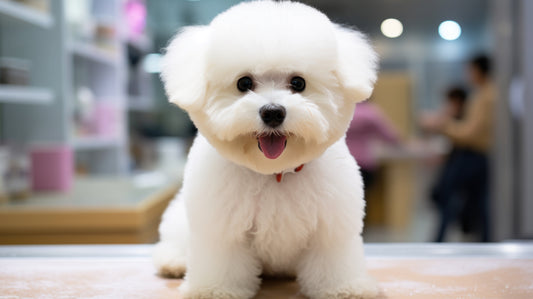 bichon tuns acasa