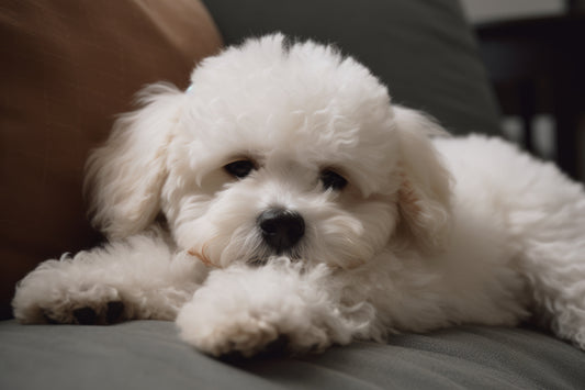 bichon cu blana incalcita
