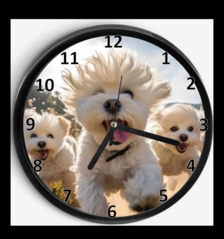 Ceas de Perete cu Bichon – Cadoul Perfect pentru Iubitori de Câini