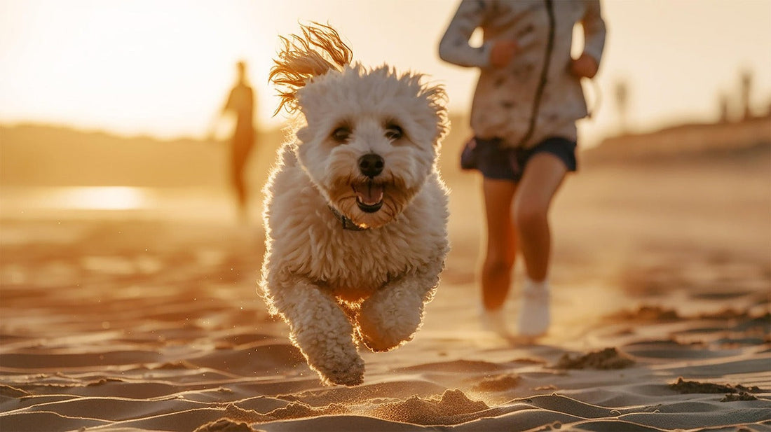 bichon alergic