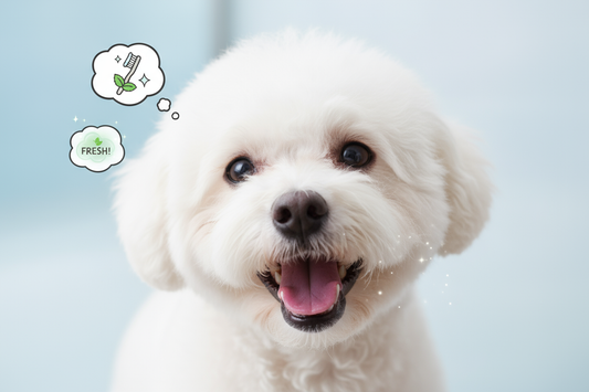 bichon respiratie urat mirositoare