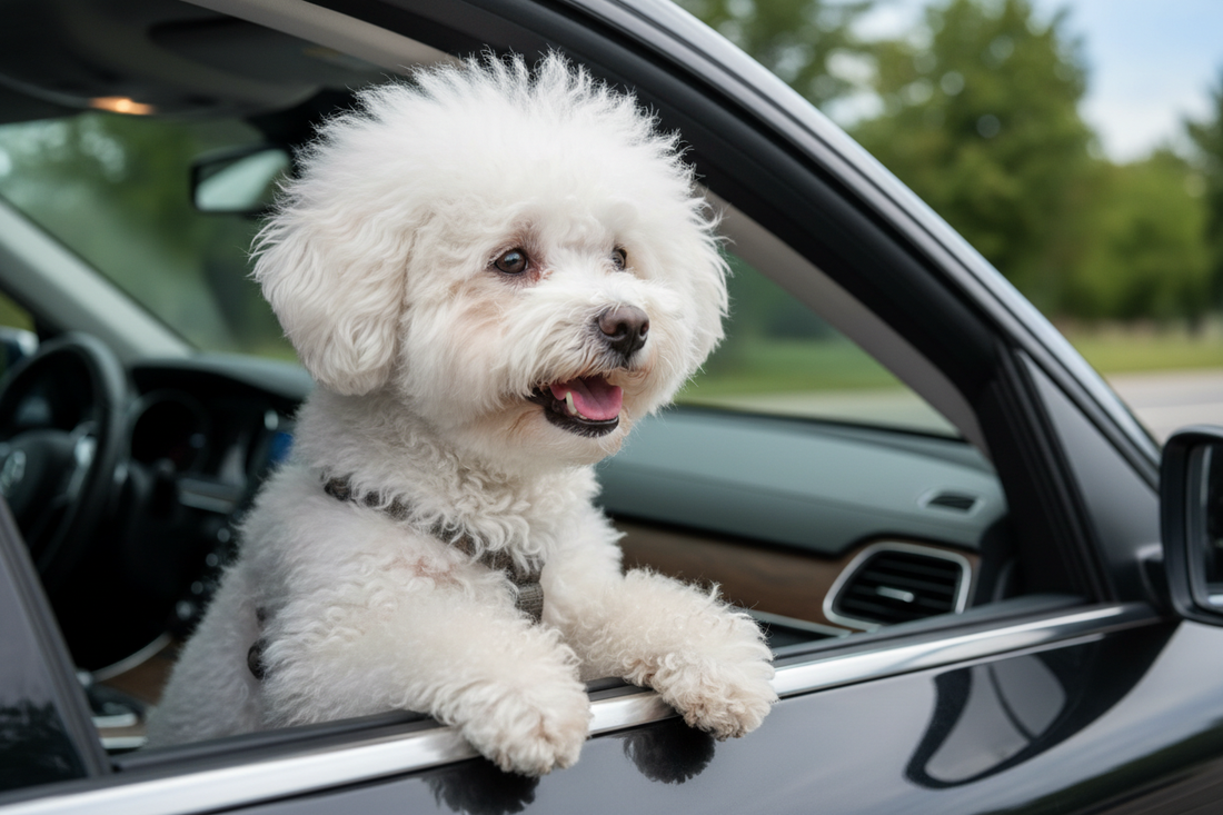 bichon merge cu masina