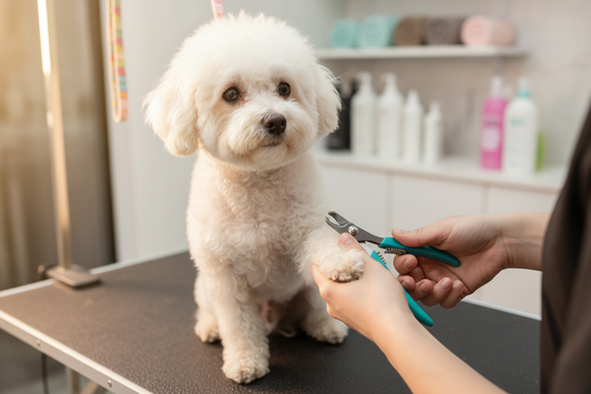bichon isi face manicura