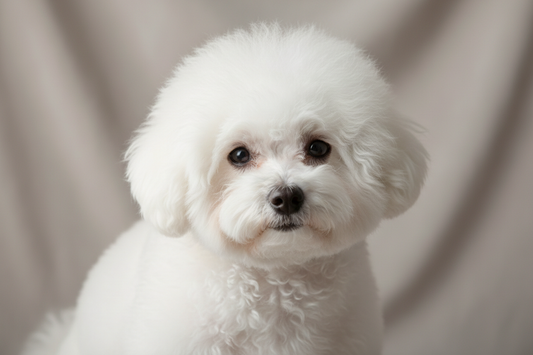 bichon cu blana frumoasa