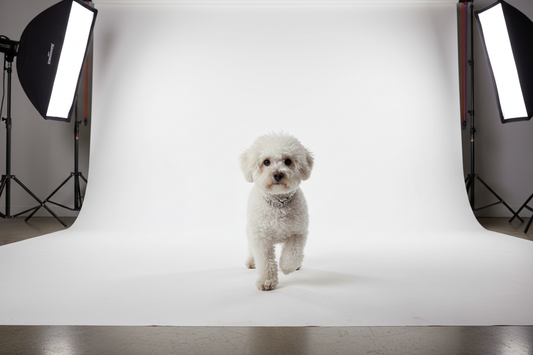 sesiune foto bichon