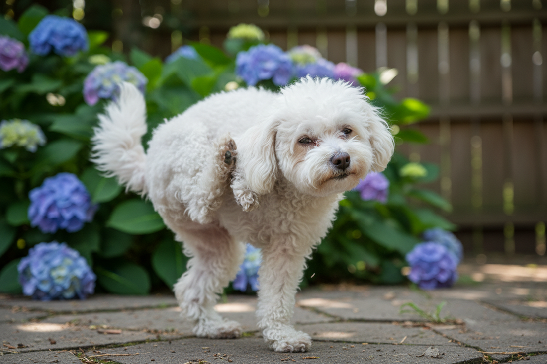 bichon are purici si capuse