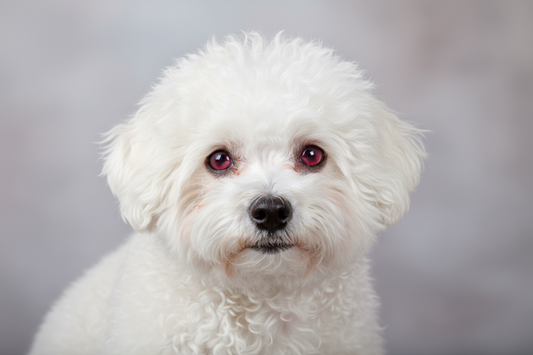 bichon cu ochi rosii