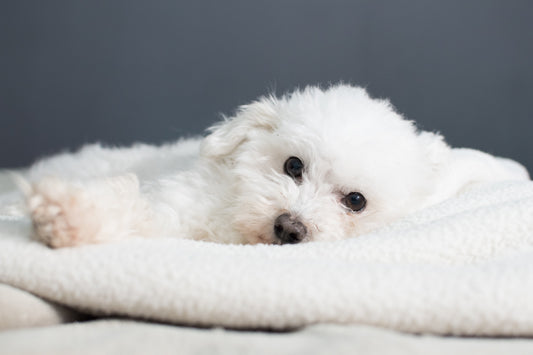 bichon ingrijit se odihneste