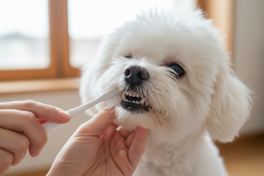 Importanța Igienei Orale la Bichon: Prevenirea Afecțiunilor Dentare