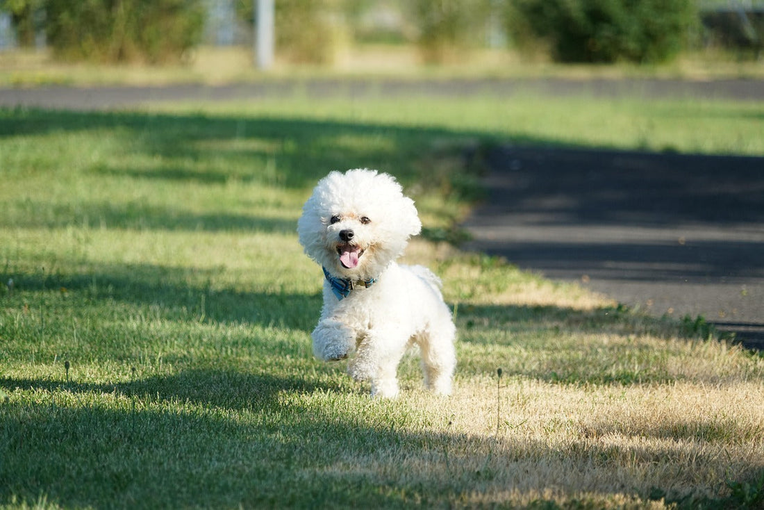 bichon scos afara in natura