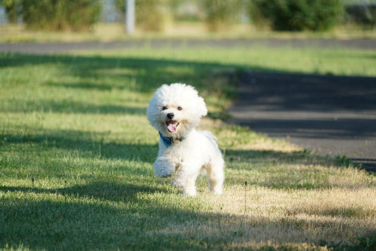 bichon scos afara in natura