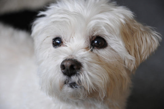 bichon ingrijre urechi