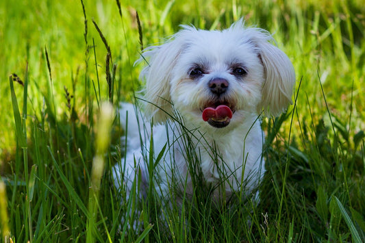 bichon cu probleme de articulatii