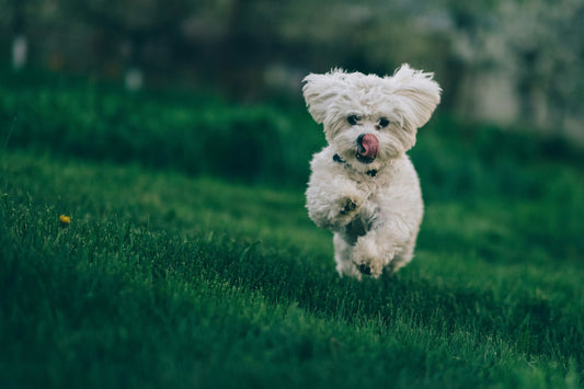 bichon fericit si sanatos alearga in iarba