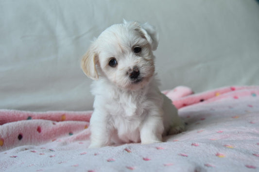 bichon etapele de crestere si dezvoltare