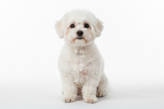 bichon microcipat