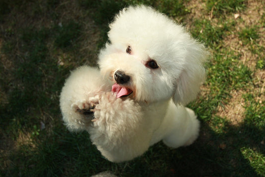 bichon care se linge excesiv