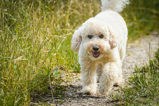 bichon care are paraziti