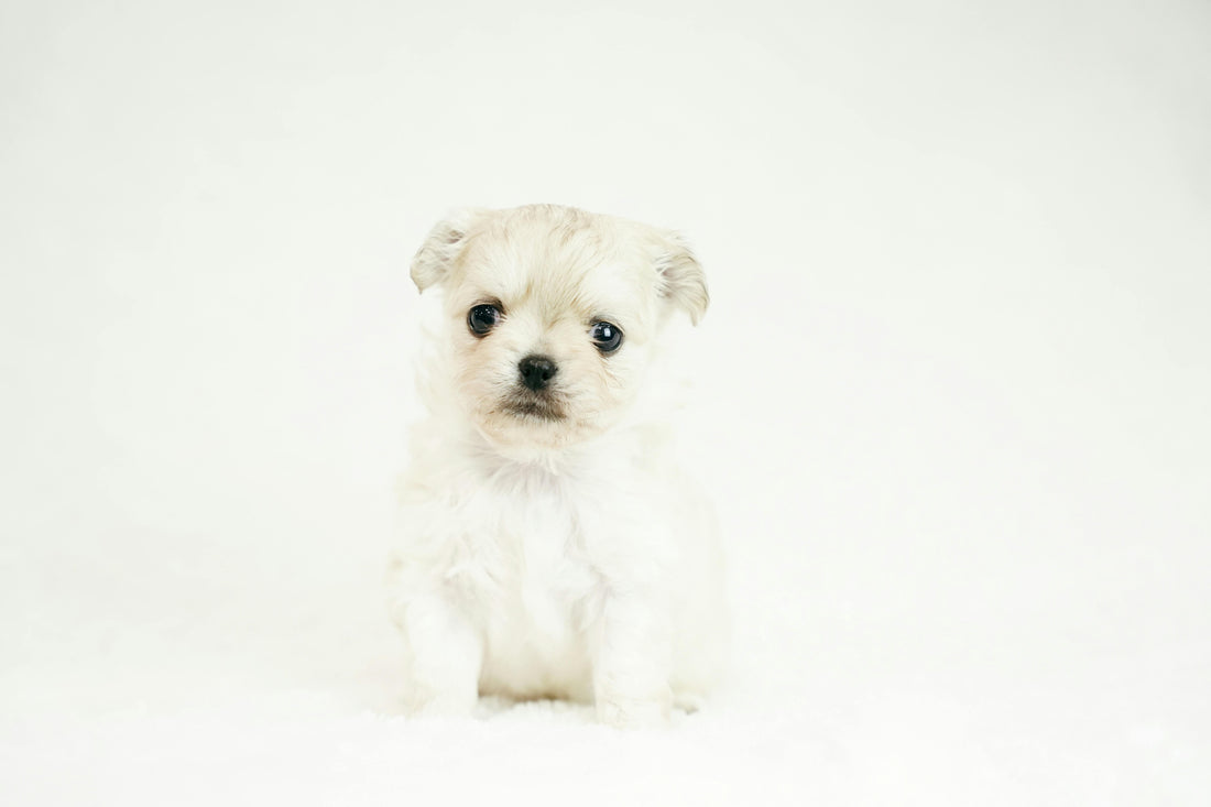 bichon care are mancarimi de piele