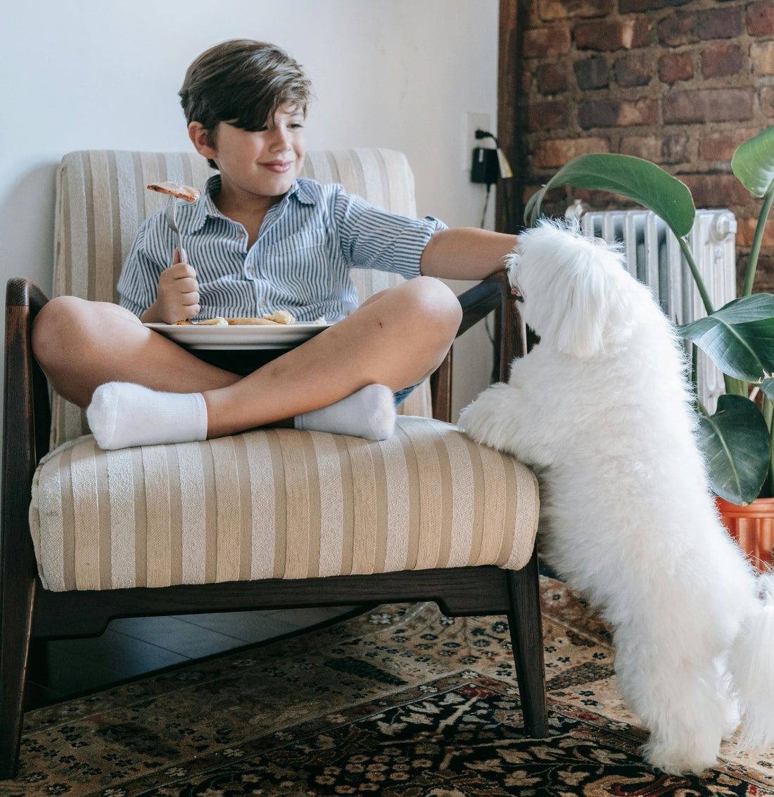 Cum hrănim corect un Bichon vara pentru sănătate optimă?