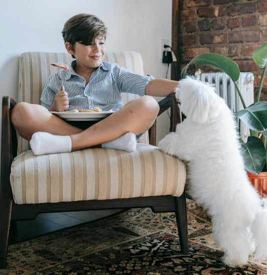 Cum hrănim corect un Bichon vara pentru sănătate optimă?