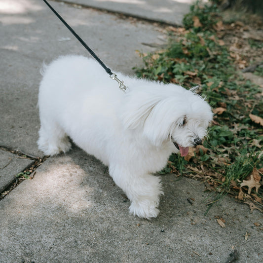 bichon semne de obezitate