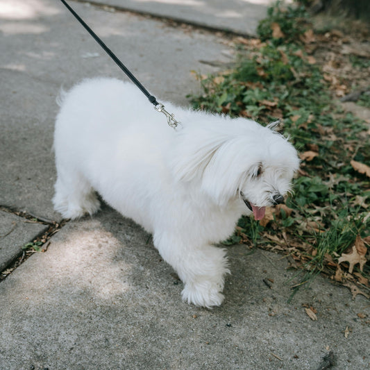 bichon semne de obezitate