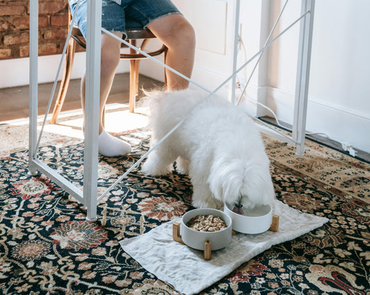 bichon care isi mananca micul dejun