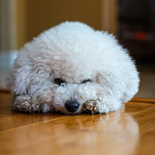 bichon care abia si-a facut vaccinul