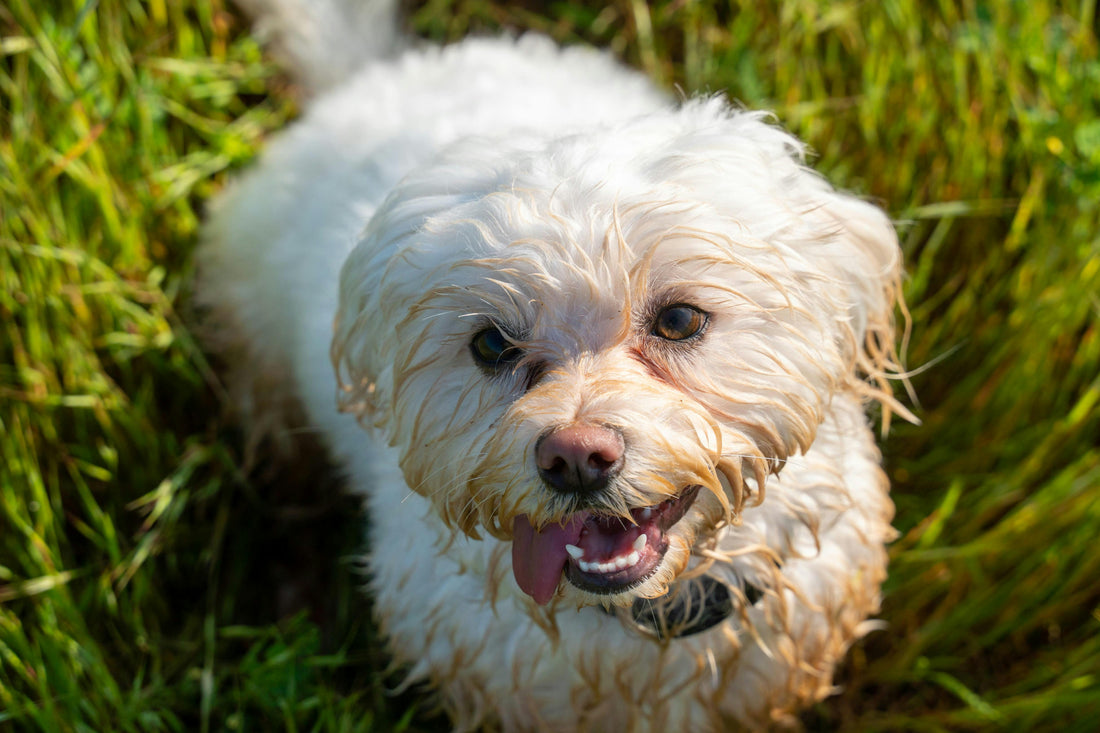 bichon care are lacrimi maronii