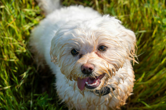 bichon care are lacrimi maronii