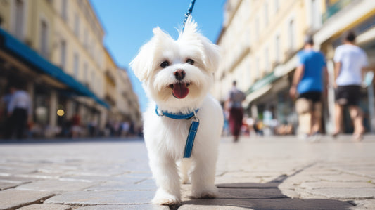 bichon este plibat de stapanul lui