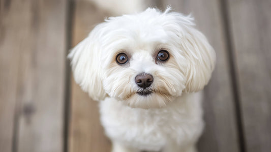 bichon cu pete maronii la ochi