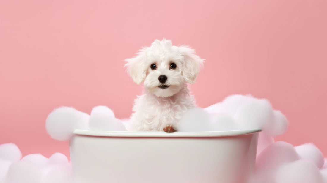 bichon la baie cu produse pentru piele