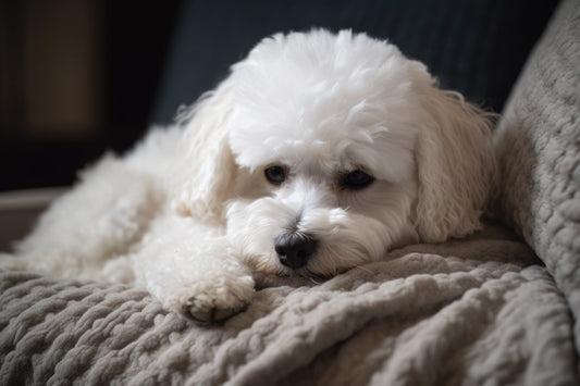 bichon care are afectiuni comune si e bolnav