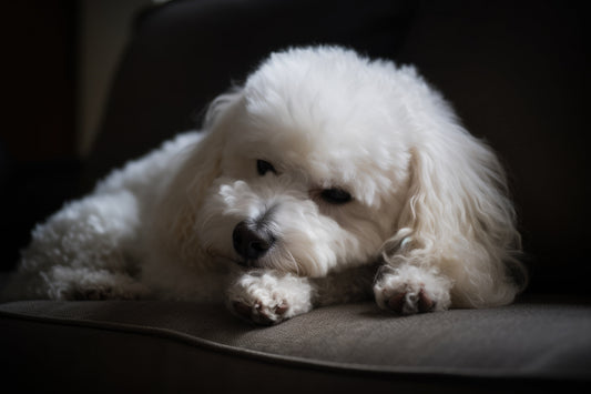blana de bichon care cade