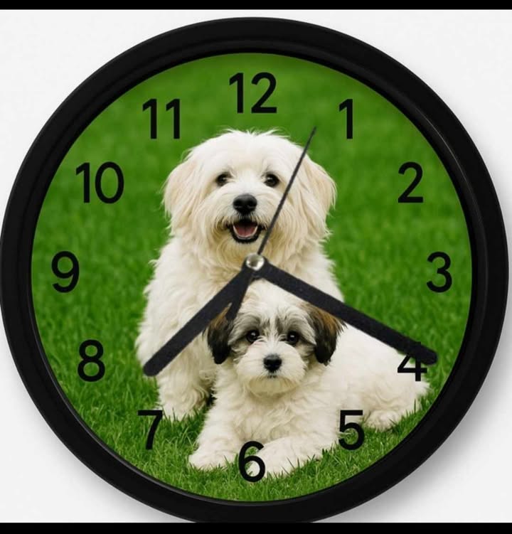 Ceas de Perete cu Bichon – Cadoul Perfect pentru Iubitori de Câini