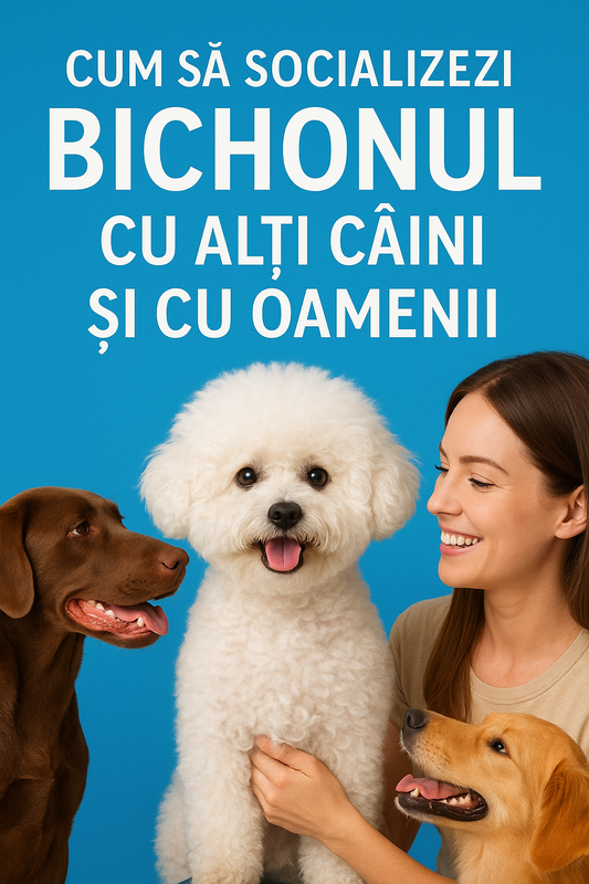 Cum să Socializezi Bichonul cu Alți Câini și cu Oamenii