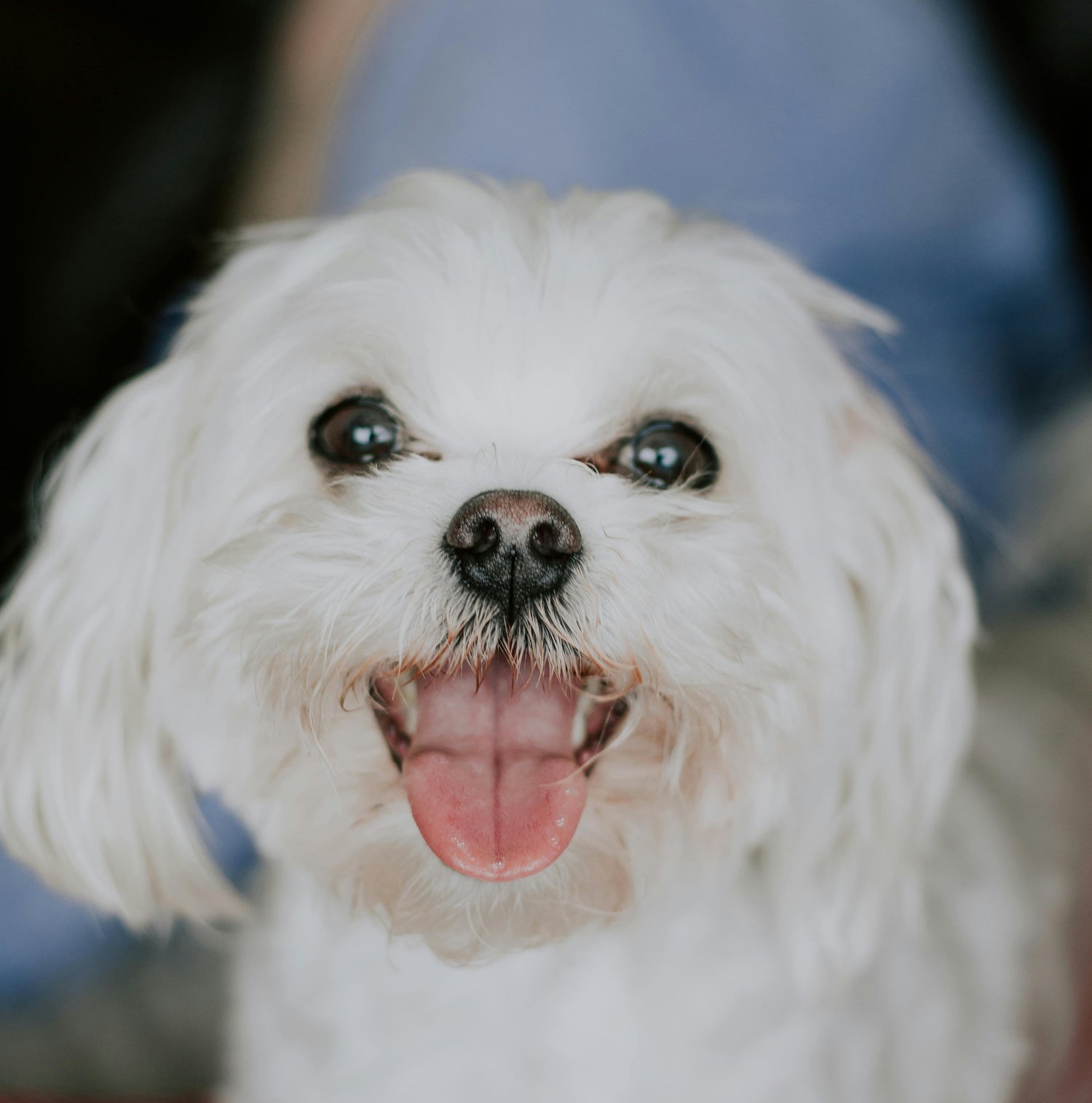 bichon fericit ca va fi masurat pentru a i se lua hainute