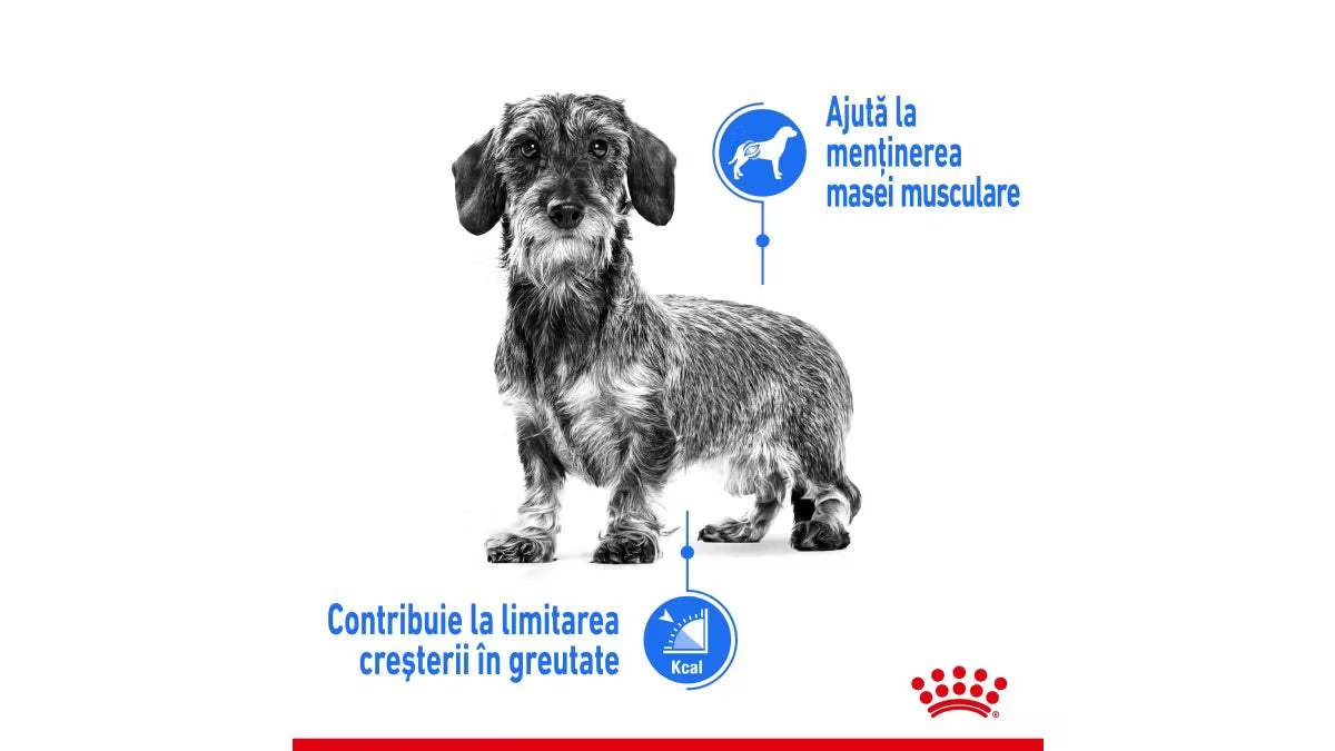 Royal Canin Bichon Hrana Control Greutate Câine Talie Mică