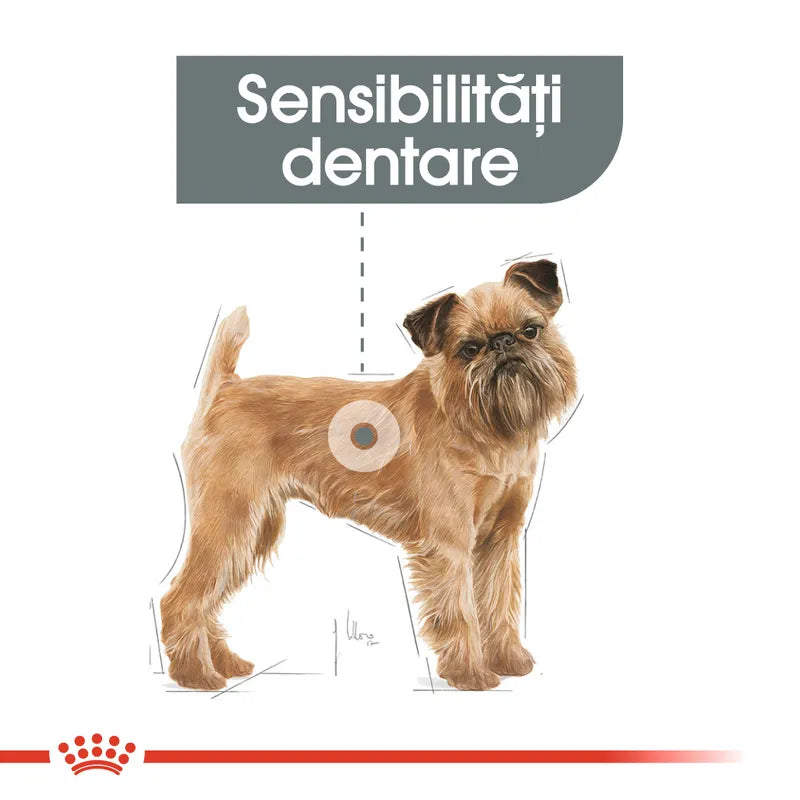 Royal Canin Dental Care Bichon Câine Talie Mică