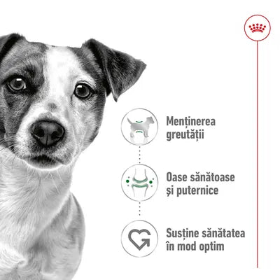 Royal Canin Mousse pentru Bichon și Câine Mic
