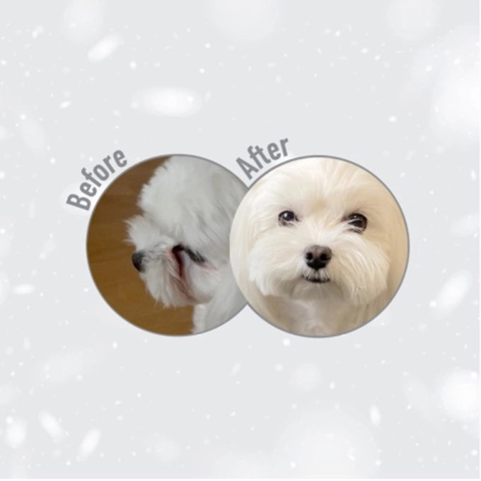 Hrană Premium Bichon Sensibil cu Miel pentru Blană Albă Impecabilă